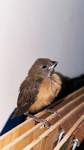 Lonchura leucogastroides