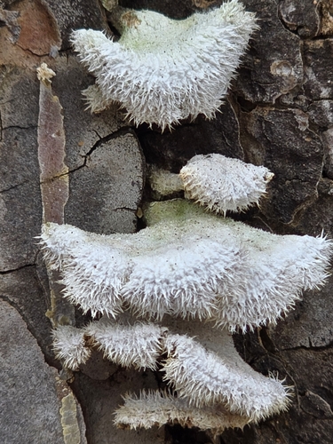 splitgill mushroom