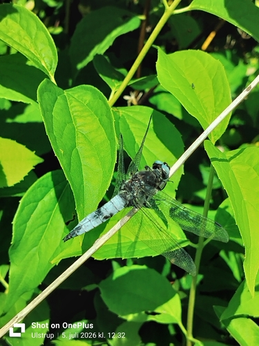Scarce Chaser