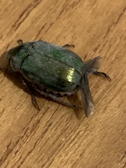Anomala russiventris