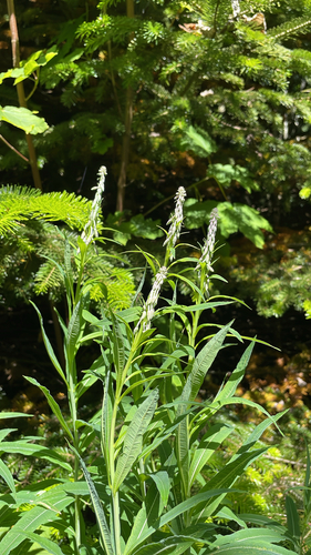 fireweed