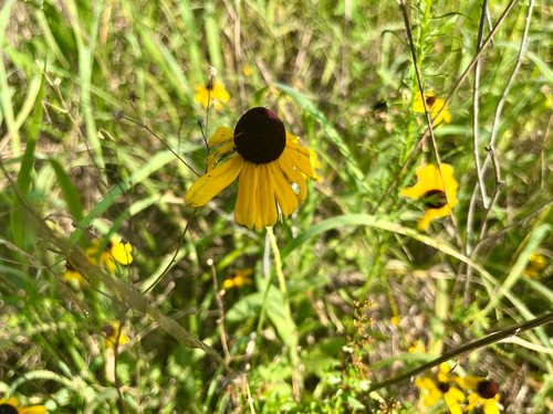 black-eyed Susan