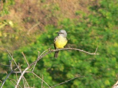 Tyrannus melancholicus