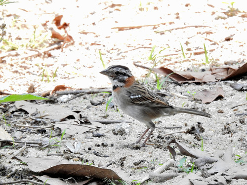 Subespecies Zonotrichia capensis matutina · iNaturalist Mexico