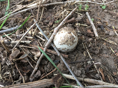Fungi