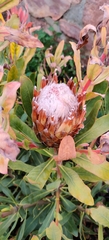 Protea × hybrida