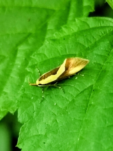 Harpella forficella