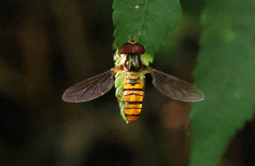 Episyrphus viridaureus (Episyrphus viridaureus)