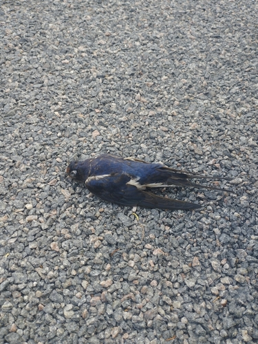 Barn Swallow