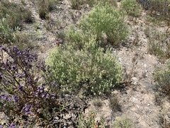 Lepidium fremontii