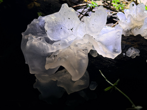 snow fungus
