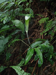 Arisaema grapsospadix