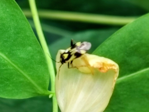 Grypocoris sexguttatus