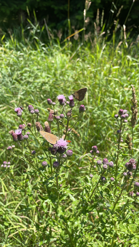 Ringlet