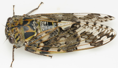 Kaempfer Cicada