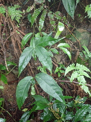 Arisaema grapsospadix