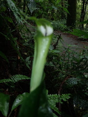 Arisaema grapsospadix