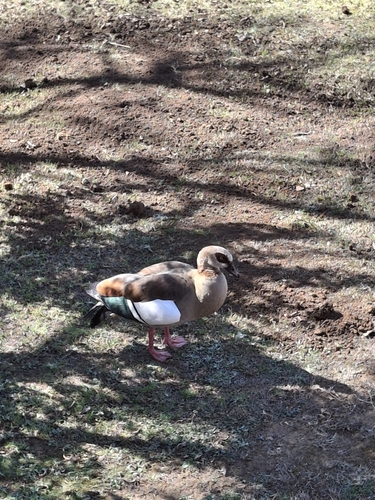 Egyptian Goose