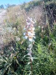 Digitalis lanata, photograph (c) mnauky, some rights reserved (CC BY)