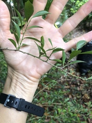 Schaefferia frutescens