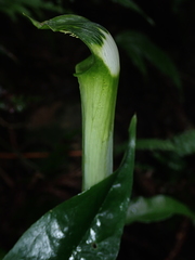 Arisaema grapsospadix