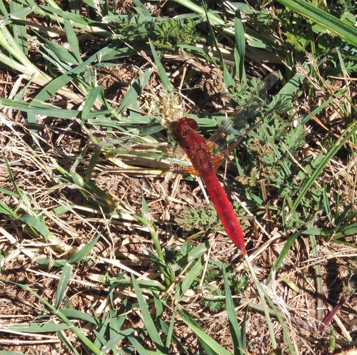 Broad Scarlet