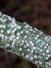 Pertusariaceae