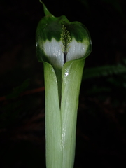 Arisaema grapsospadix