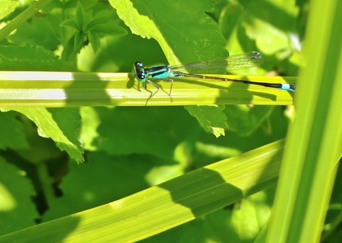 Blue-tailed Damselfly