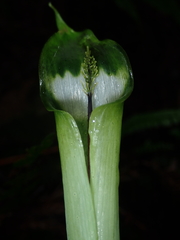 Arisaema grapsospadix