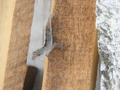 Anolis sagrei