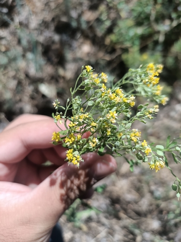 Yellow-tuft