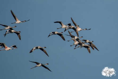 iNaturalist image
