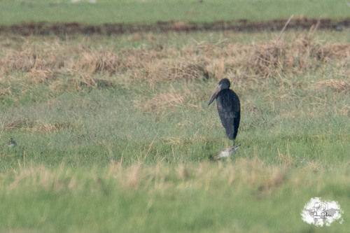 iNaturalist image