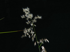 Melinis repens repens