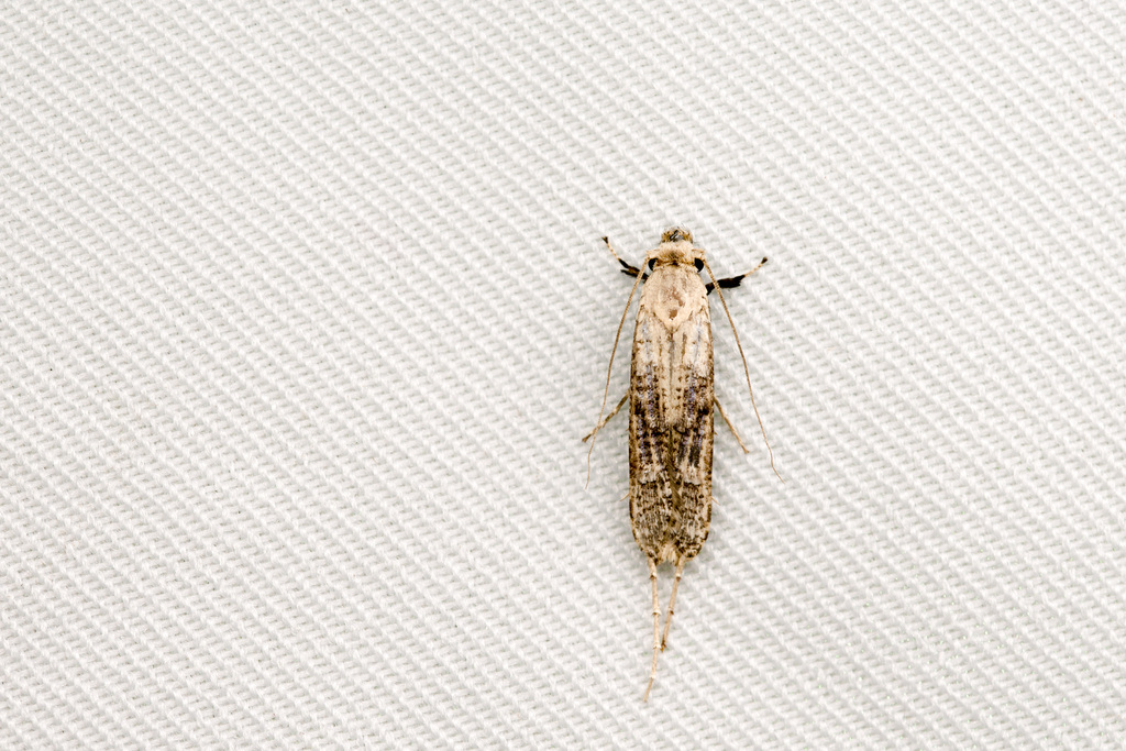 Gerontha siamensis
