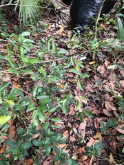 Schaefferia frutescens