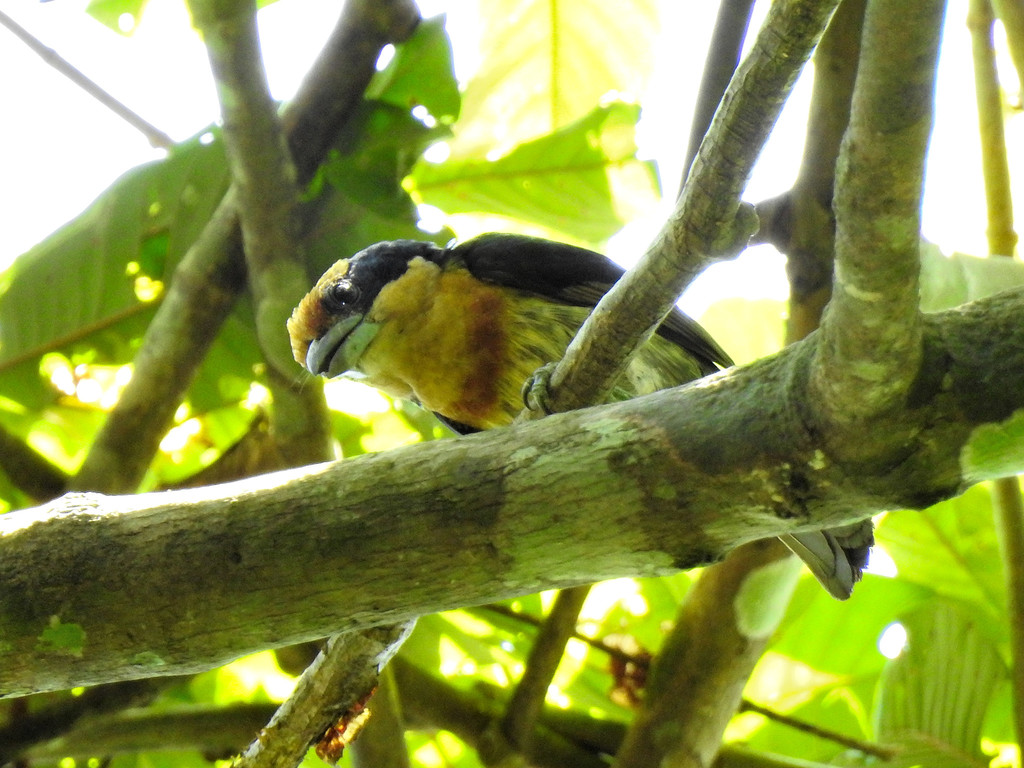 Brown-Chested Barbet