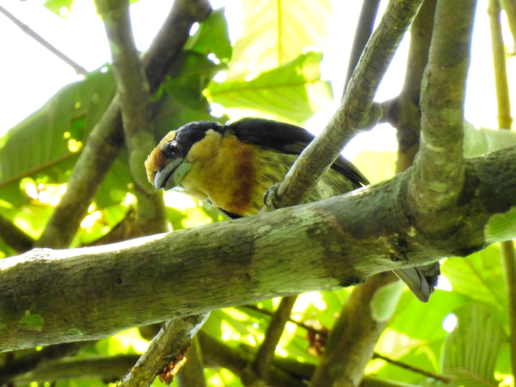 Brown-chested Barbet illustration