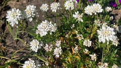 Iberis sempervirens
