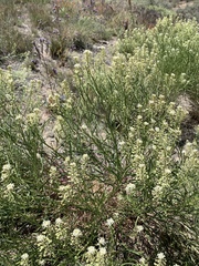 Lepidium fremontii