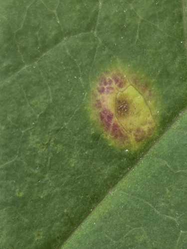 Puccinia convolvuli