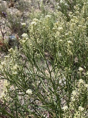 Lepidium fremontii