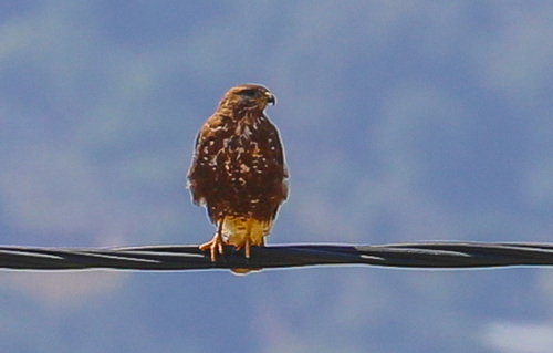 Common Buzzard