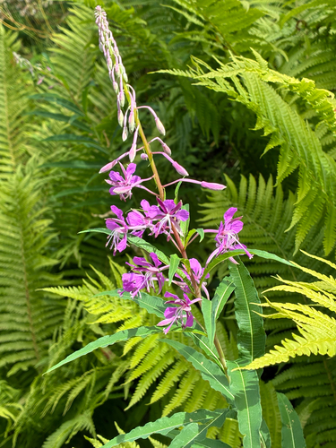 fireweed