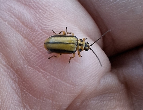 Elm Leaf Beetle