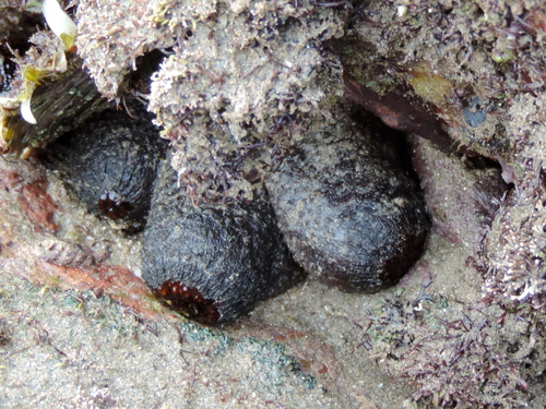 Holothuria lubrica