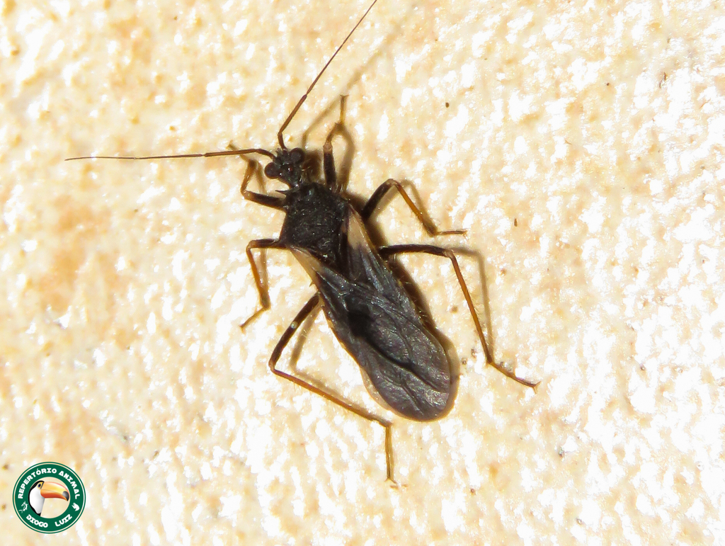 Trichedocla