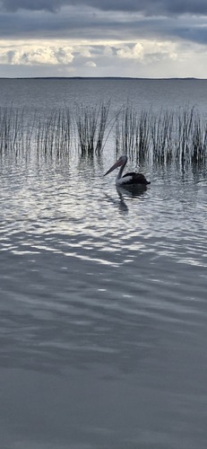Australian Pelican
