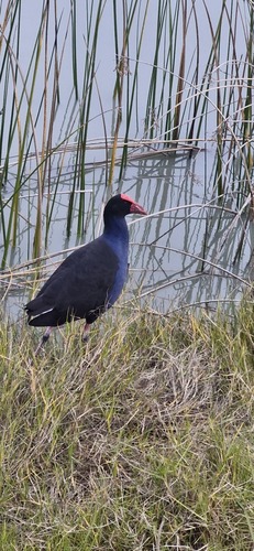 Australasian Swamphen